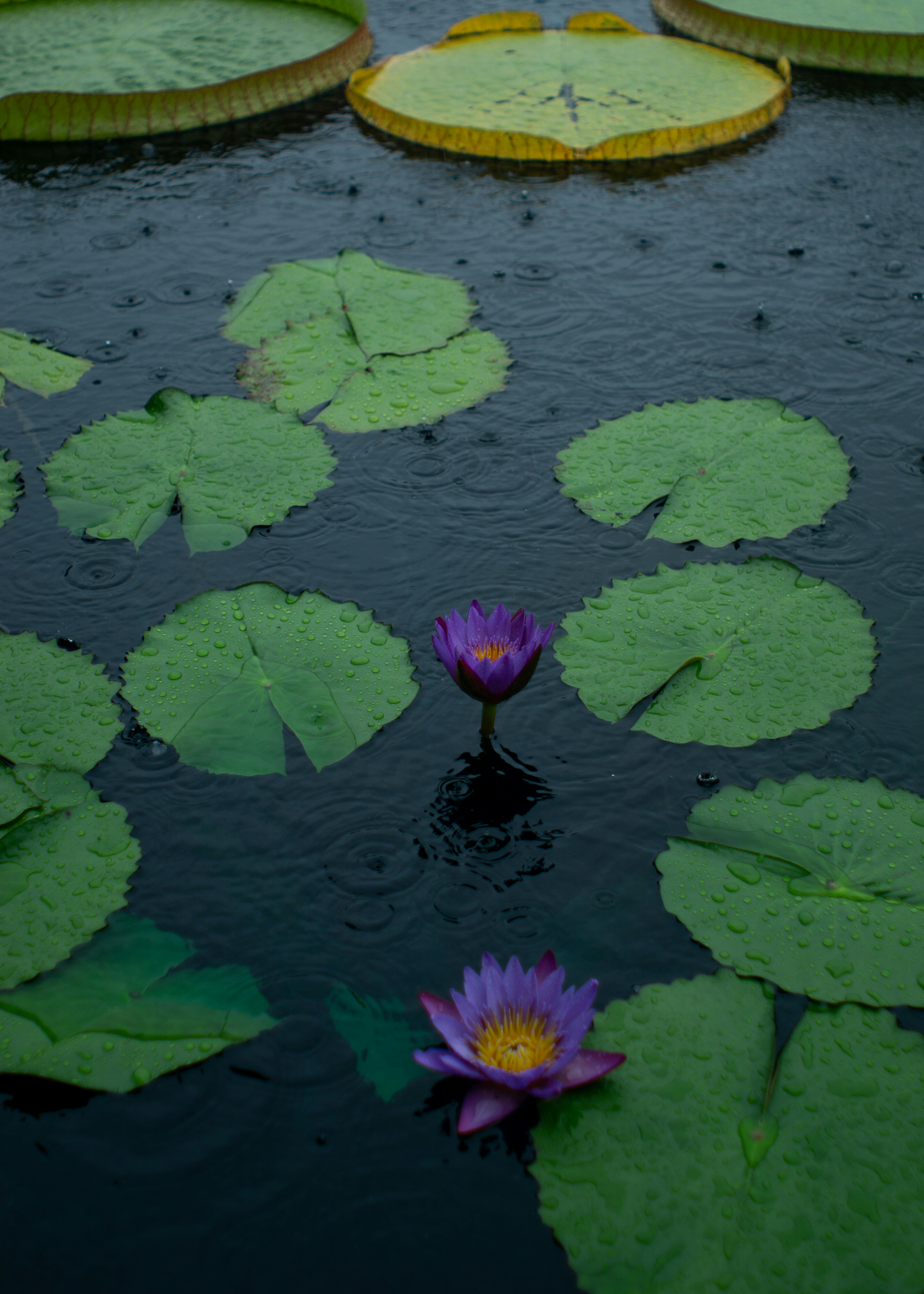 purple lotus flower on water